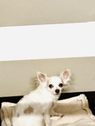 Lost Female Dog last seen Gallatin st liberty , Liberty, MO 64068