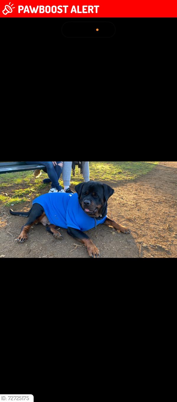 Lost Female Dog last seen Banstead court by East Acton station, Greater London, England 