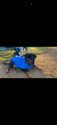 Lost Female Dog last seen Banstead court by East Acton station, Greater London, England 