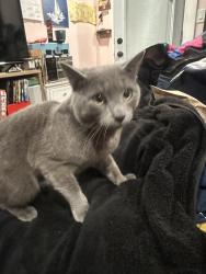 Lost Male Cat last seen Varsity and 48th st, San Bernardino, CA 92407