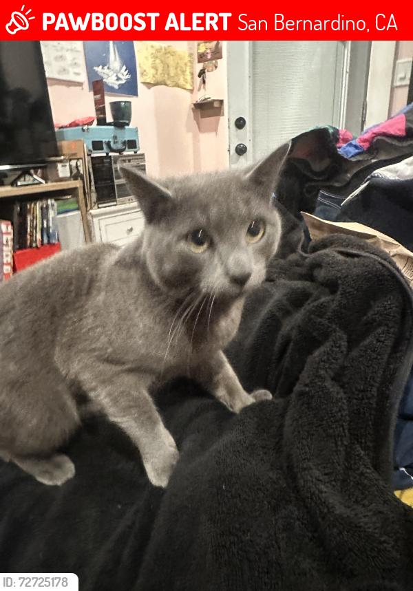 Lost Male Cat last seen Varsity and 48th st, San Bernardino, CA 92407