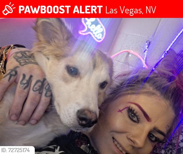 Lost Female Dog last seen Elm st and Palos Verdes , Las Vegas, NV 89169