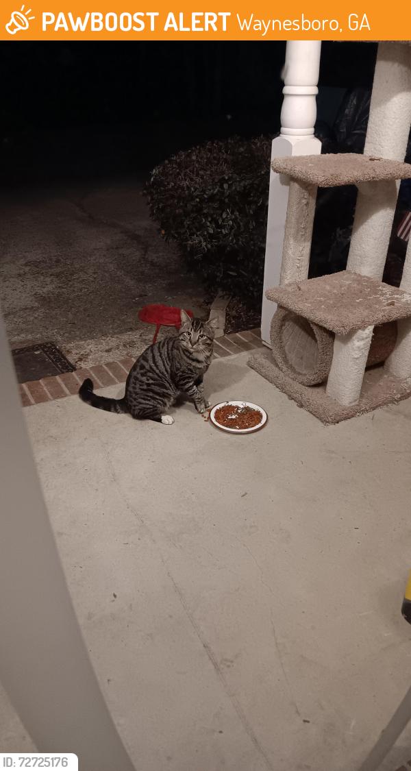 Found/Stray Unknown Cat last seen Downtown Waynesboro  , Waynesboro, GA 30830