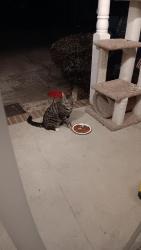 Found/Stray Unknown Cat last seen Downtown Waynesboro  , Waynesboro, GA 30830