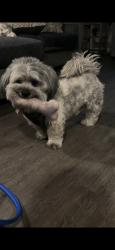 Lost Male Dog last seen Independence community vegas valley/cabana, Las Vegas, NV 89122
