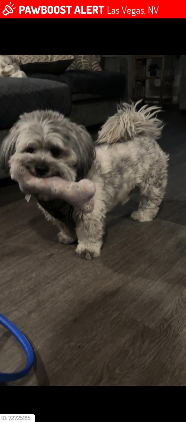 Lost Male Dog last seen Independence community vegas valley/cabana, Las Vegas, NV 89122