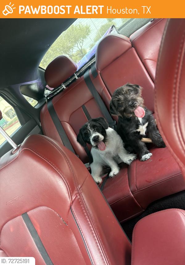 Found/Stray Male Dog last seen Club Vienna, Houston, TX 77083