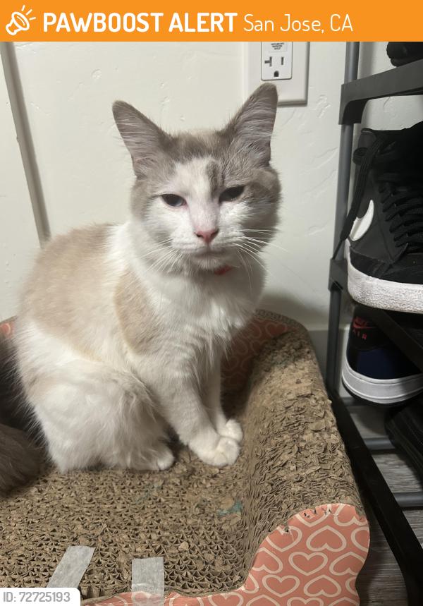 Found/Stray Male Cat last seen Curtner Ave, San Jose, CA 95125
