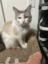 Found/Stray Male Cat last seen Curtner Ave, San Jose, CA 95125