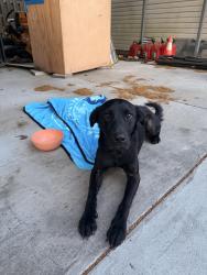Found/Stray Male Dog last seen Daytona drive , Effingham County, GA 31302