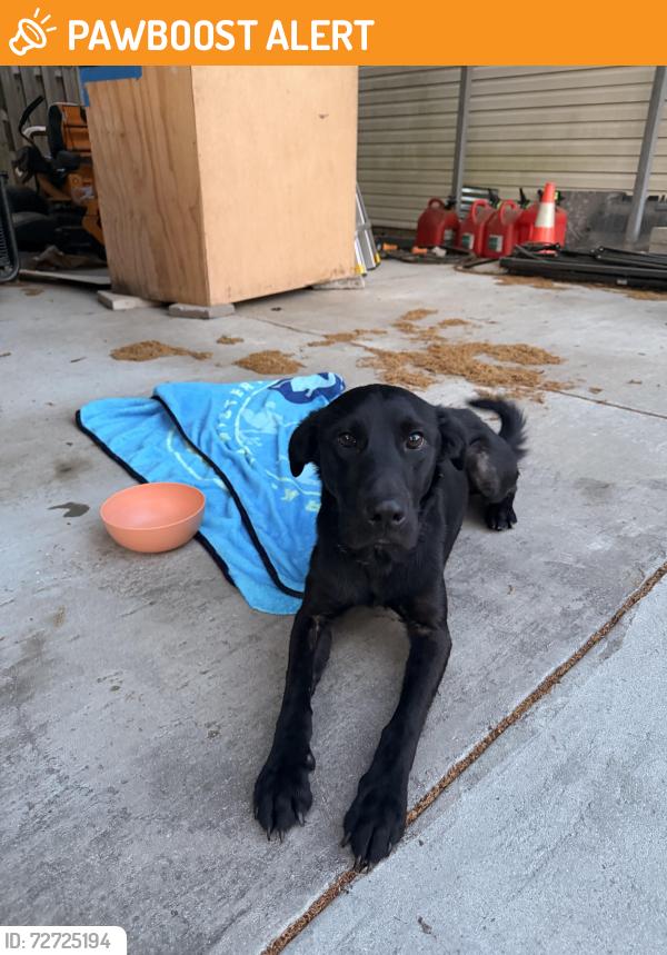 Found/Stray Male Dog last seen Daytona drive , Effingham County, GA 31302
