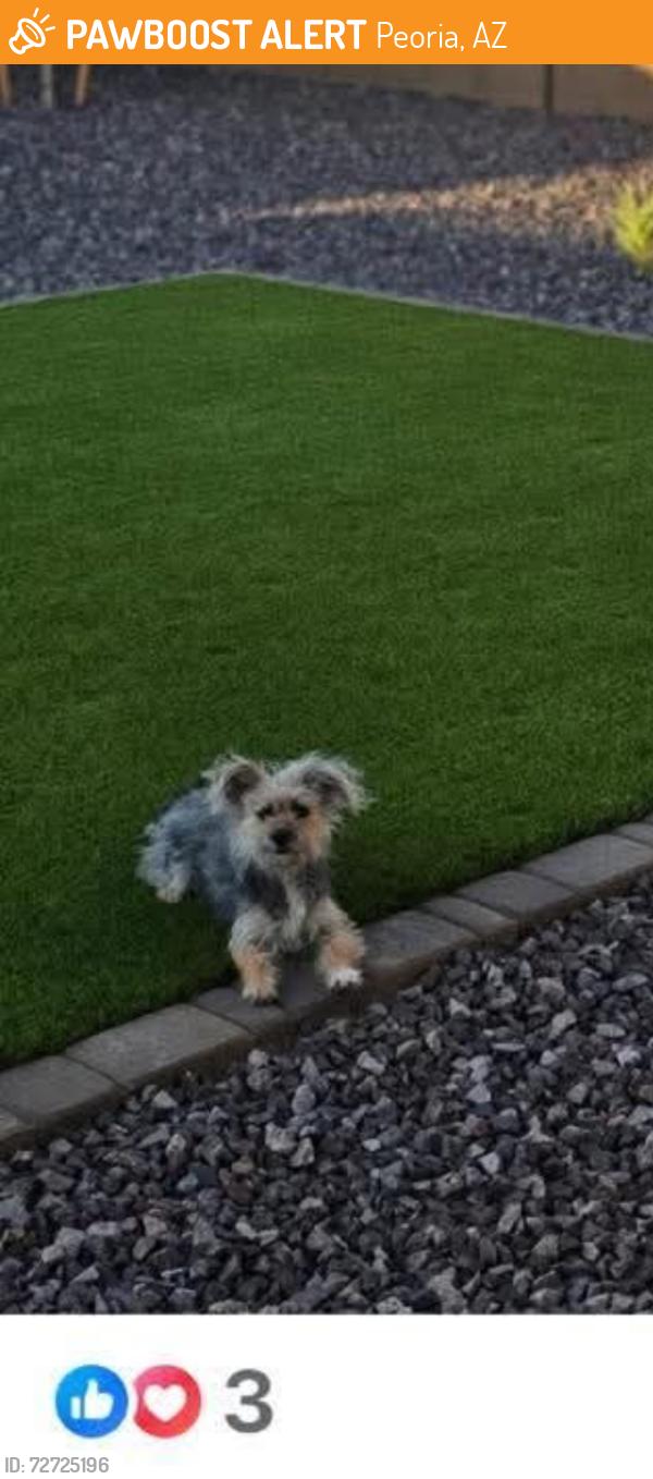 Found/Stray Female Dog last seen Lake pleasant and happy valley road in Peoria, Peoria, AZ 85345