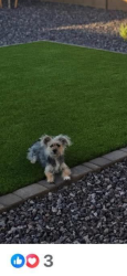Found/Stray Female Dog last seen Lake pleasant and happy valley road in Peoria, Peoria, AZ 85345