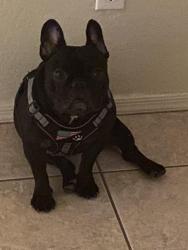 Lost Female Dog last seen N balboa Dr, Maricopa, AZ 85138