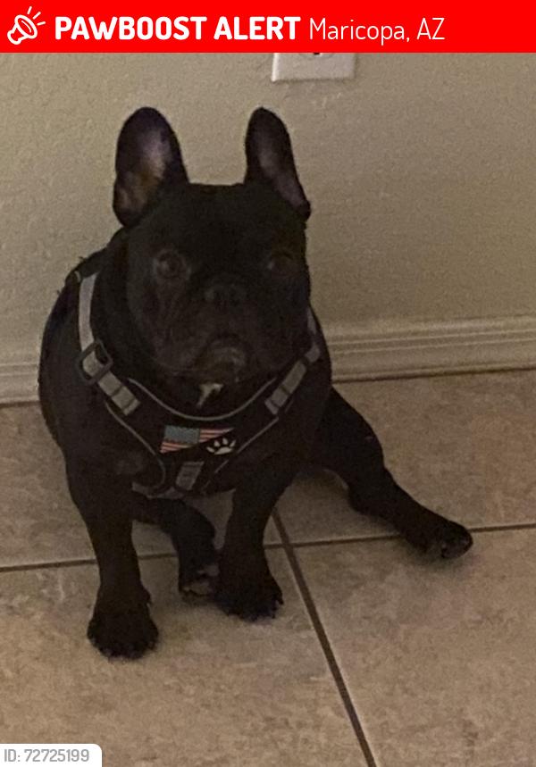 Lost Female Dog last seen N balboa Dr, Maricopa, AZ 85138