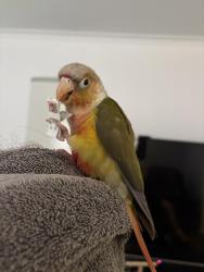 Lost Male Bird last seen Near Kanooka drive park , Corio, VIC 3214