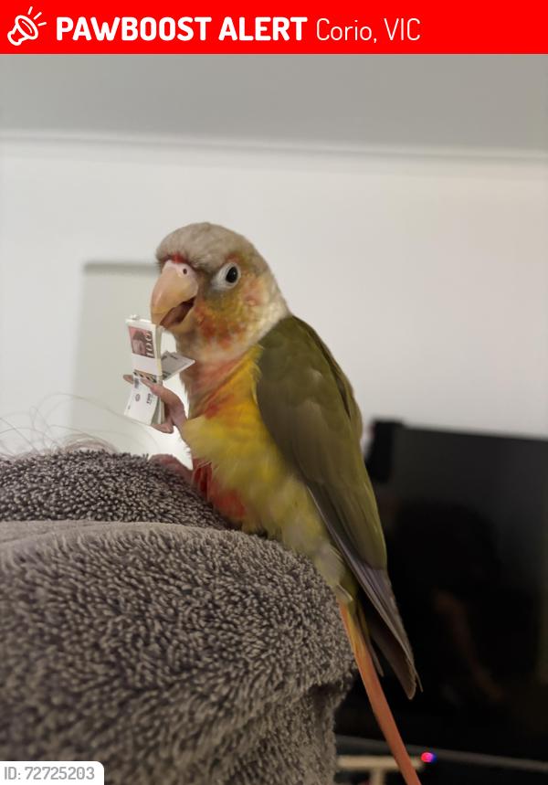 Lost Male Bird last seen Near Kanooka drive park , Corio, VIC 3214