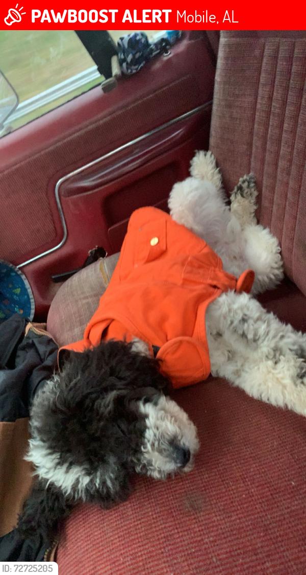 Lost Male Dog last seen Overlook, Mobile, AL 36618