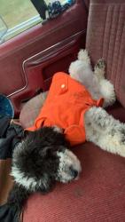 Lost Male Dog last seen Overlook, Mobile, AL 36618