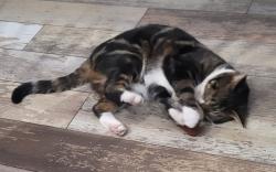 Lost Male Cat last seen Lucille st, Beverly Hills, FL 34465