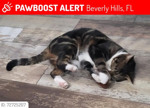 Lost Male Cat last seen Lucille st, Beverly Hills, FL 34465