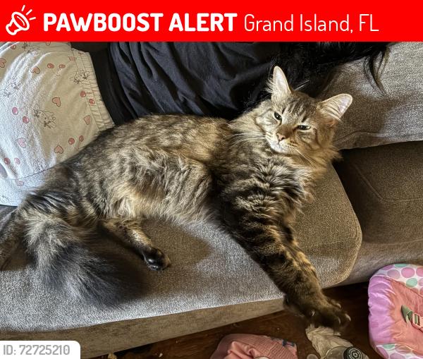Lost Male Cat last seen woodland center, Grand Island, FL 32735