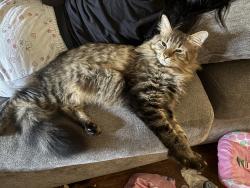 Lost Male Cat last seen woodland center, Grand Island, FL 32735