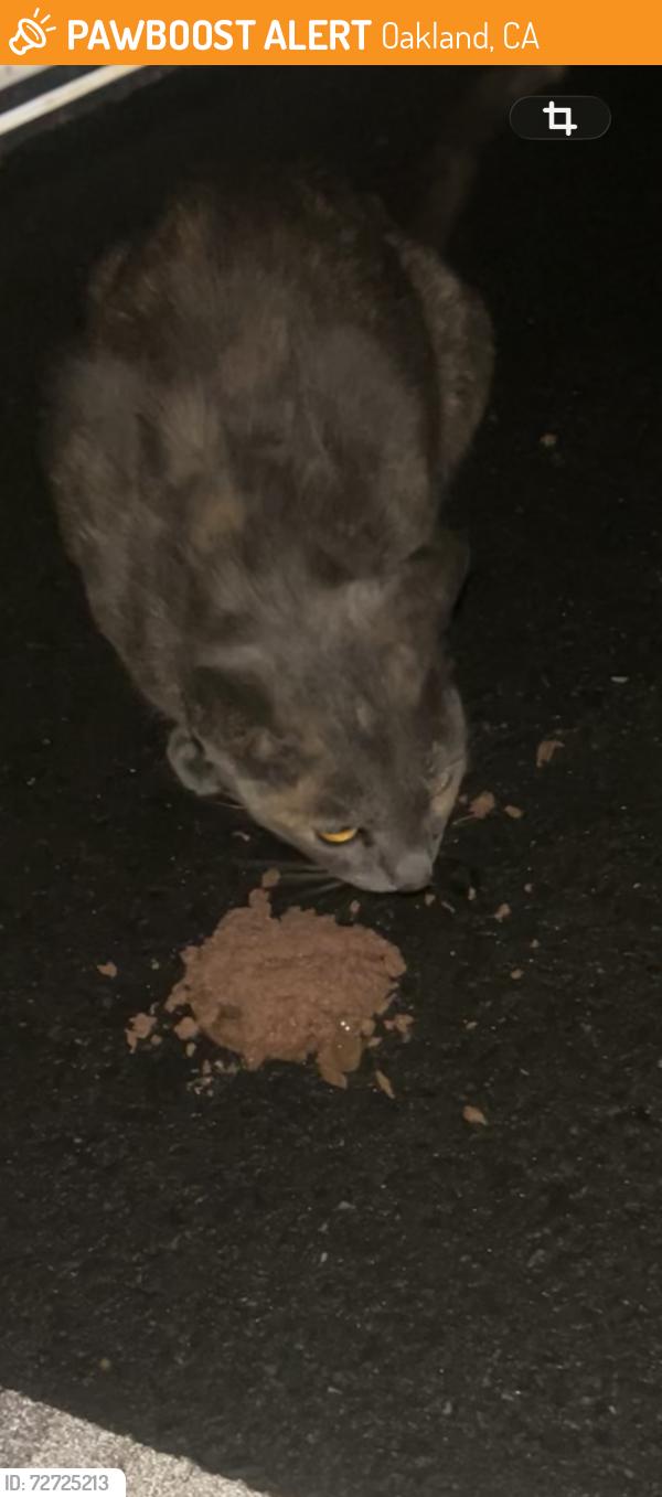Found/Stray Unknown Cat last seen 12th ave and E 21st Street, Oakland, CA 94606