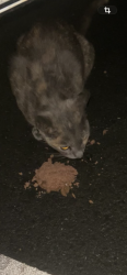 Found/Stray Unknown Cat last seen 12th ave and E 21st Street, Oakland, CA 94606