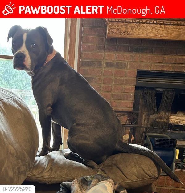 Lost Female Dog last seen Tussahaw Elementary , McDonough, GA 30252