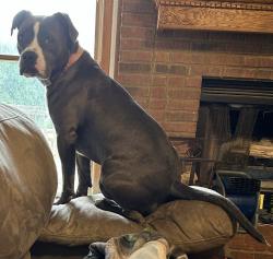 Lost Female Dog last seen Tussahaw Elementary , McDonough, GA 30252