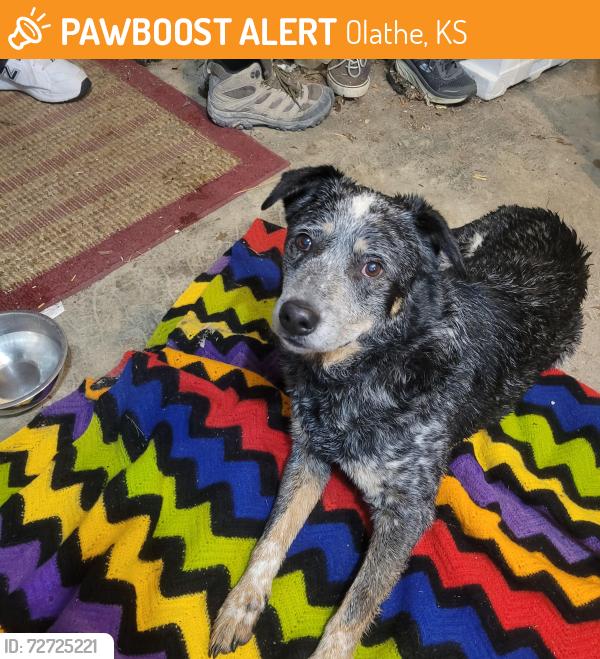 Found/Stray Male Dog last seen Ridgeview Santa BARBARA PARK , Olathe, KS 66061