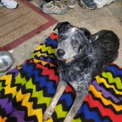 Found/Stray Male Dog last seen Ridgeview Santa BARBARA PARK , Olathe, KS 66061