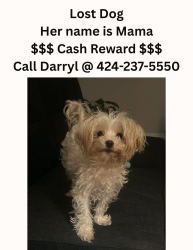 Lost Female Dog last seen Buena Vista Drive, Euclid, OH 44117