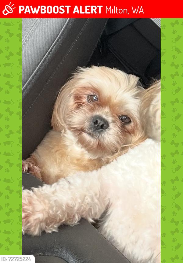 Lost Female Dog last seen Emerald st Milton wa, Milton, WA 98354