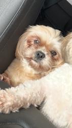 Lost Female Dog last seen Emerald st Milton wa, Milton, WA 98354