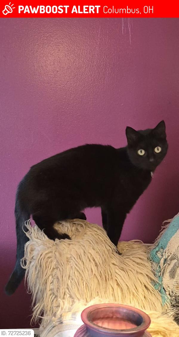 Lost Female Cat last seen Near derrer and camp chase, Columbus, OH 43204