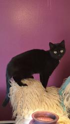 Lost Female Cat last seen Near derrer and camp chase, Columbus, OH 43204