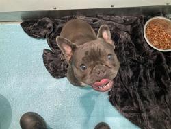Lost Female Dog last seen F na market, Pomona, CA 91766