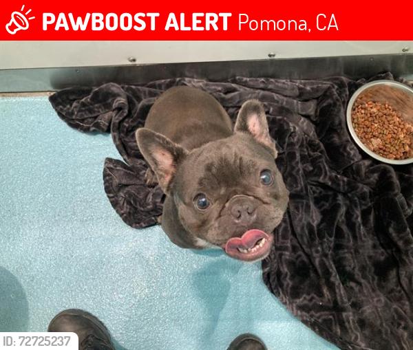 Lost Female Dog last seen F na market, Pomona, CA 91766