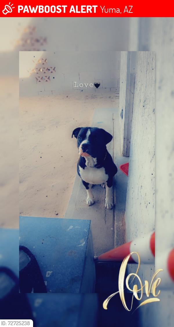 Lost Male Dog last seen tumbleweed trailer park, Yuma, AZ 85364