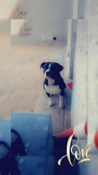Lost Male Dog last seen tumbleweed trailer park, Yuma, AZ 85364