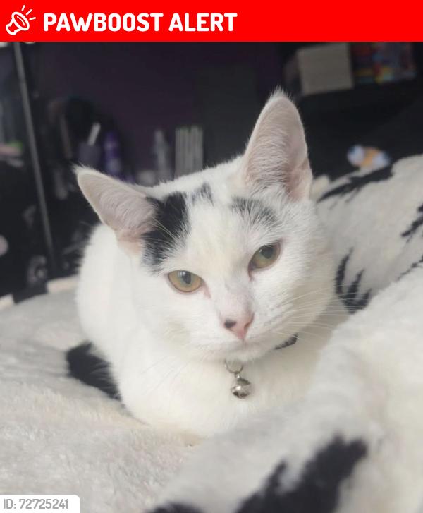 Lost Female Cat last seen Harton nook, South Shields , Tyne and Wear, England NE34