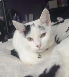 Lost Female Cat last seen Harton nook, South Shields , Tyne and Wear, England NE34