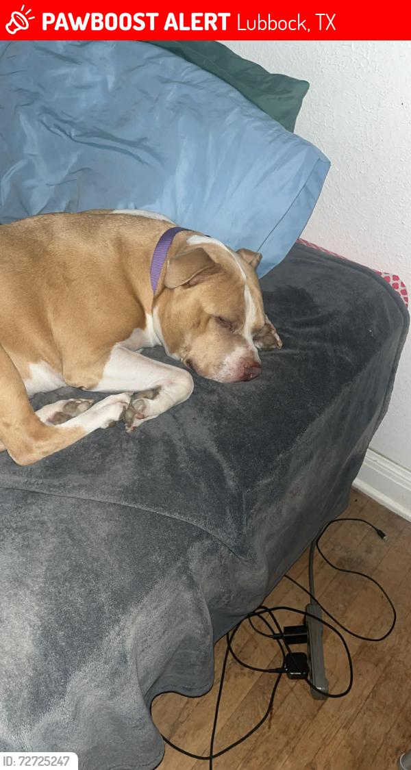 Lost Female Dog last seen Ave W and 28th st, Lubbock, TX 79411