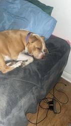 Lost Female Dog last seen Ave W and 28th st, Lubbock, TX 79411