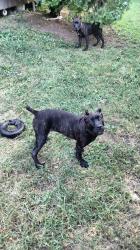 Lost Male Dog last seen 31st and Woodland ave, Kansas City, MO 64108