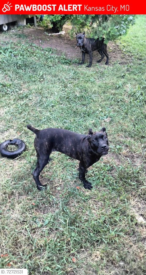 Lost Male Dog last seen 31st and Woodland ave, Kansas City, MO 64108