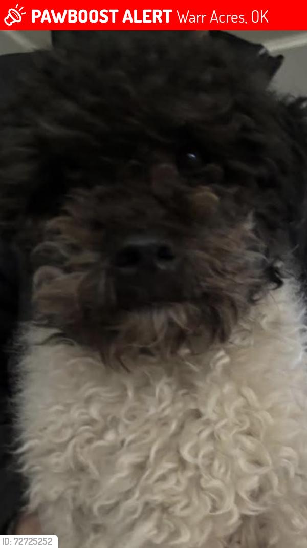 Lost Male Dog last seen 5998–6040 NW 63rd St Warr Acres, OK  73122 United States There’s a Walmart , Warr Acres, OK 73122