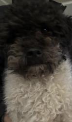Lost Male Dog last seen 5998–6040 NW 63rd St Warr Acres, OK  73122 United States There’s a Walmart , Warr Acres, OK 73122